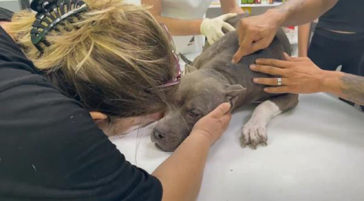 Balkonda köpeğe eziyet görüntüleri tepki çekti