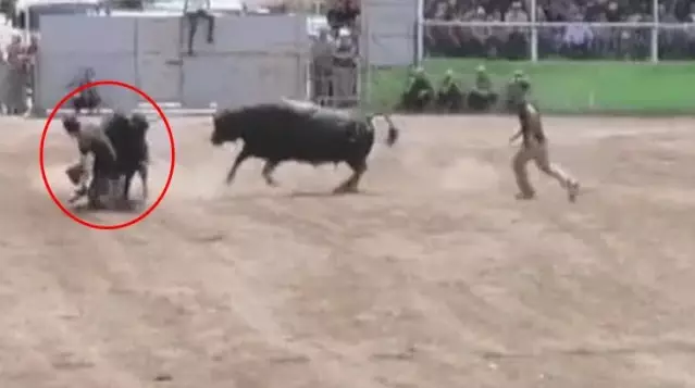 Boğa güreşinde yürekler ağza geldi! Kaçan boğa, sahibini altına alıp ezdi Boğa güreşinde yürekler ağza geldi! Kaçan boğa, sahibini altına alıp ezdi