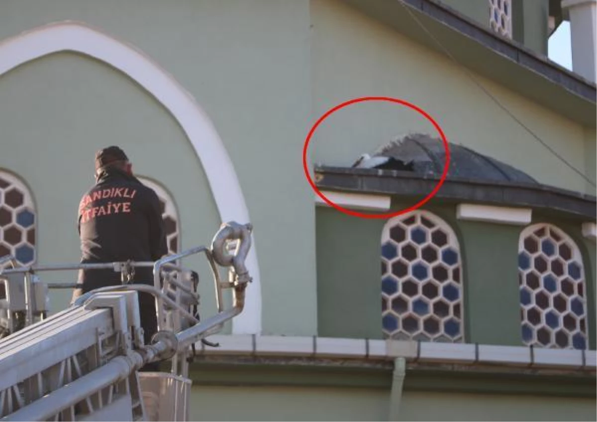 Cami kubbesindeki yuvasından düşen yavru leylek kurtarıldı