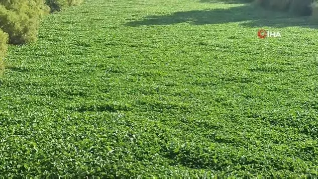Çayır değil nehir... Hatay'da su sümbülleri Asi Nehri'ni yeniden istila etti Çayır değil nehir... Hatay'da su sümbülleri Asi Nehri'ni yeniden istila etti