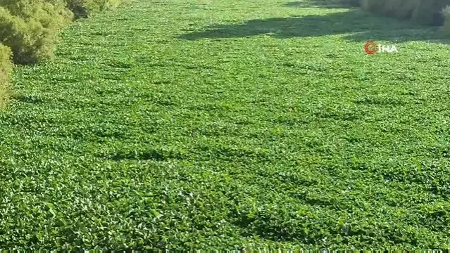 Çayır değil nehir... Hatay'da su sümbülleri Asi Nehri'ni yeniden istila etti Çayır değil nehir... Hatay'da su sümbülleri Asi Nehri'ni yeniden istila etti
