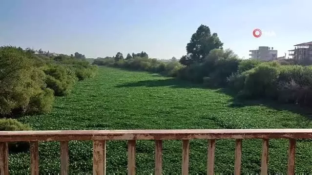 Çayır değil nehir... Hatay'da su sümbülleri Asi Nehri'ni yeniden istila etti Çayır değil nehir... Hatay'da su sümbülleri Asi Nehri'ni yeniden istila etti