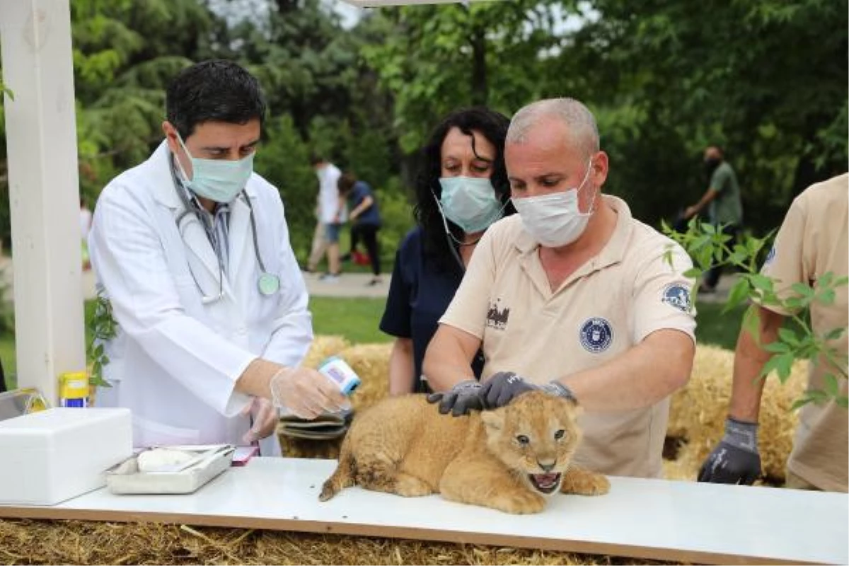 \'Cub\' joy in the lion family in Bursa Zoo
