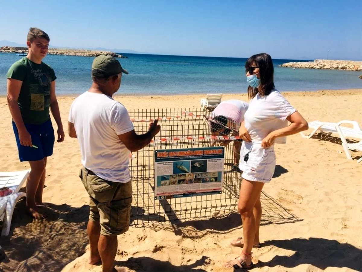 Deniz kaplumbağaları Didim plajlarına 2. kez yumurta bıraktı