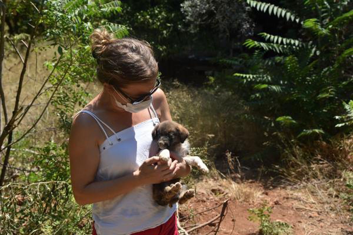 Firefighters rescued two puppies from well