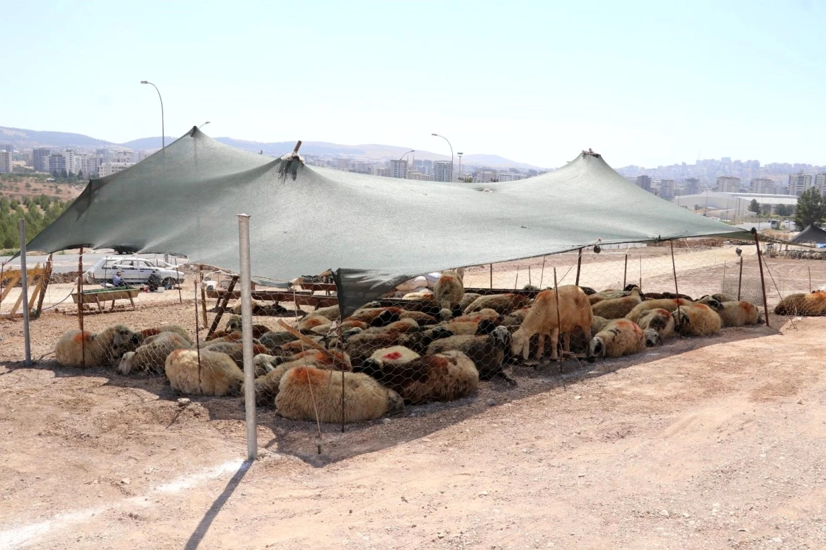 Karaköprü\'de kurban satış ve kesim yerleri belirlendi