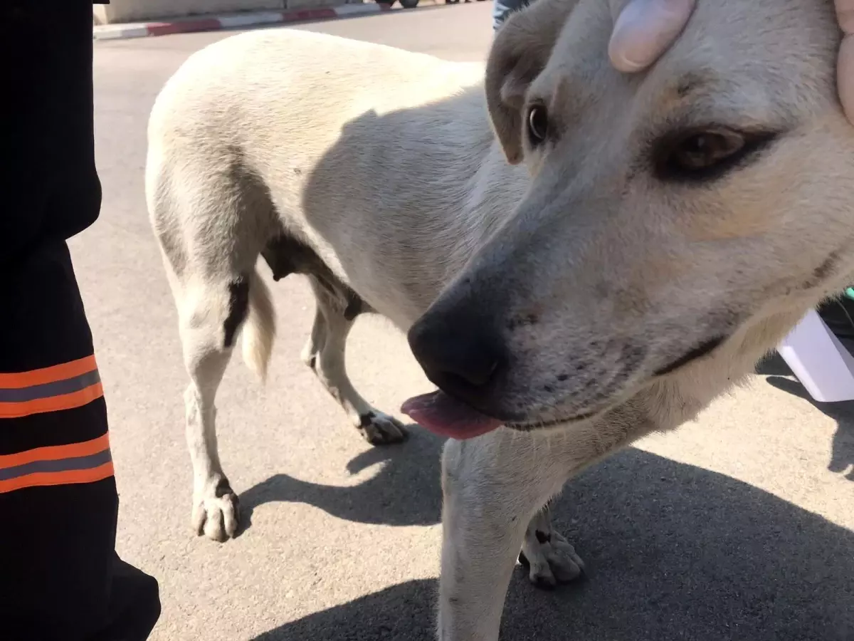 Son dakika haberi! Köpeğe eziyeti kayda alıp şahsı polise teslim ettiler