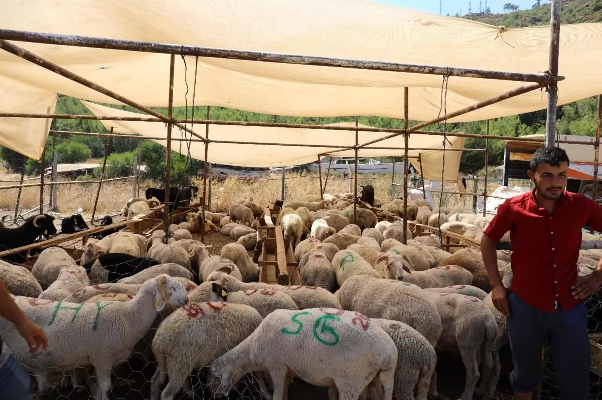 Marmaris\'te kurban satış yerleri belirlendi