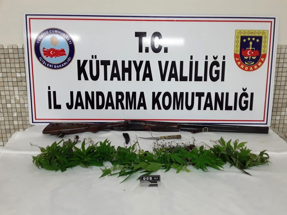 Mısır tarlasında 35 kök Hint keneviri ele geçirildi