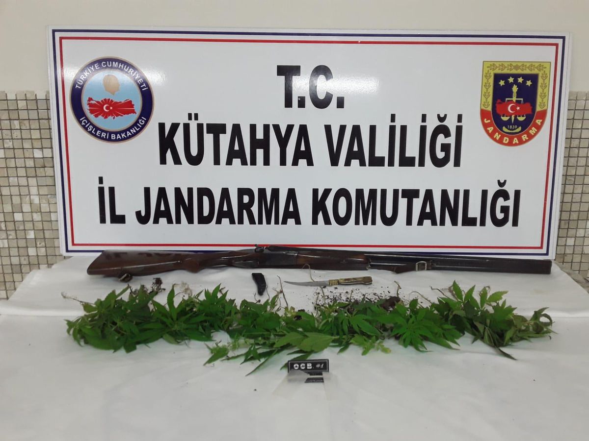 Mısır tarlasında kenevir yetiştirdiği iddia edilen şüpheli yakalandı