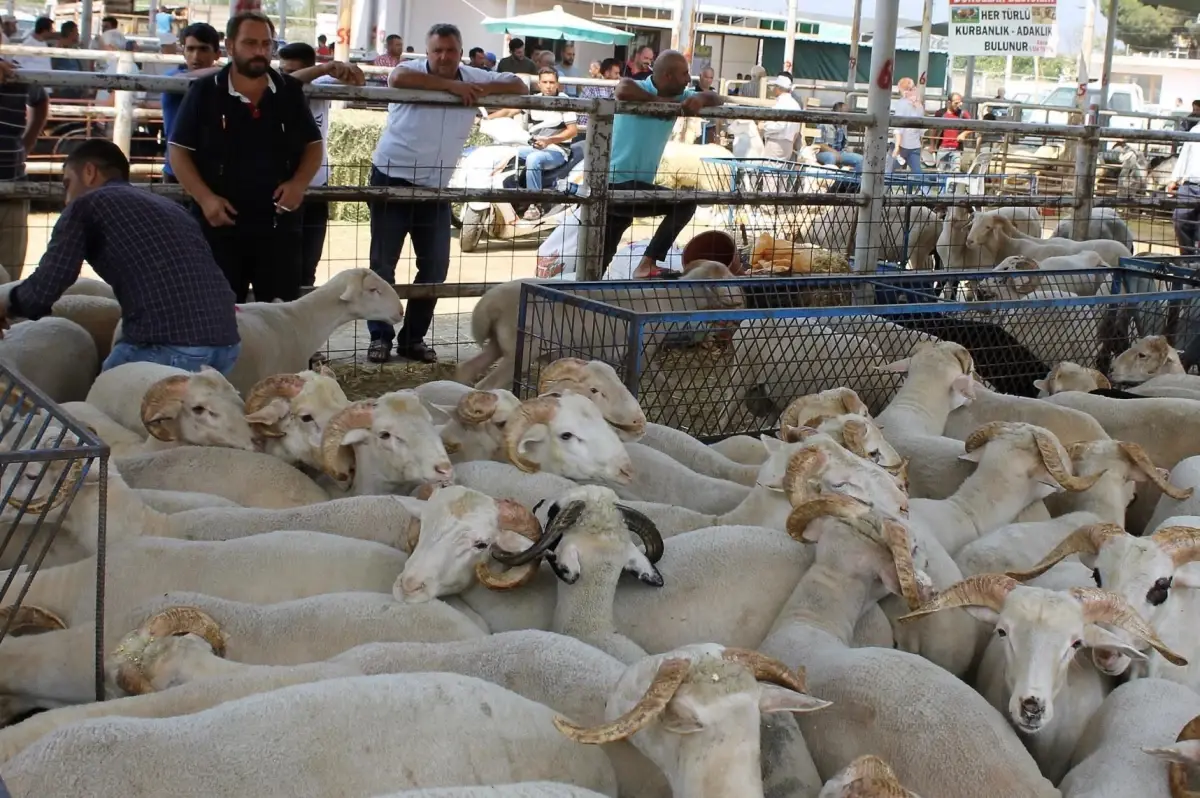 Ödemiş'te kurban satış ve kurban kesim yerleri belli oldu - Son Dakika