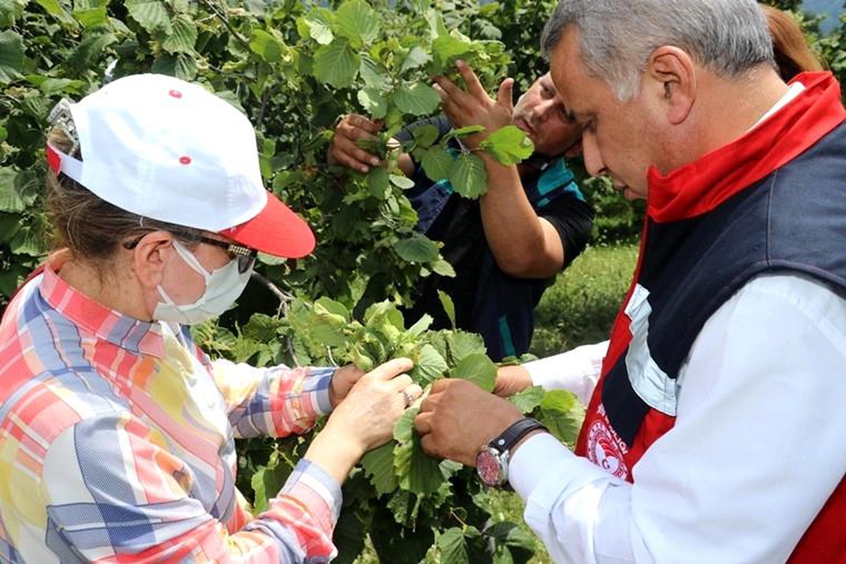 Samsun\'un fındık rekolte çalışmaları tamam: Sonucu bakanlık açıklayacak