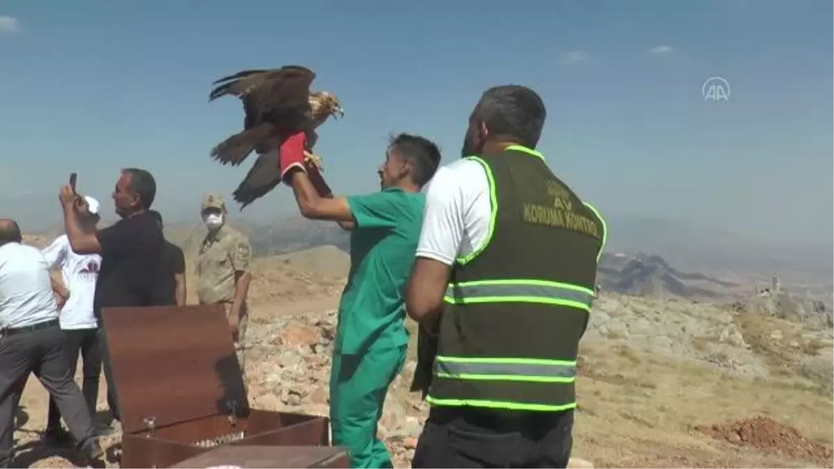 Tedavisi tamamlanan 3 kızıl şahin doğaya bırakıldı