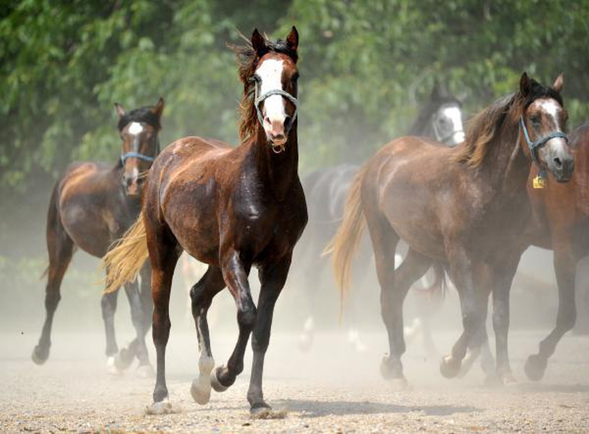 The foals of champion purebred Arabian horses are ready for auction in Karacabey