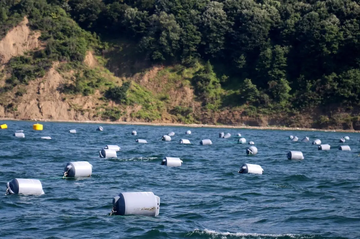 Yalova\'da yıllık 8 bin 900 ton kapasiteli midye üretimi gerçekleştirilecek