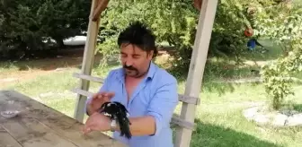 Yaralı yavru saksağanı iyileştirip eğitti