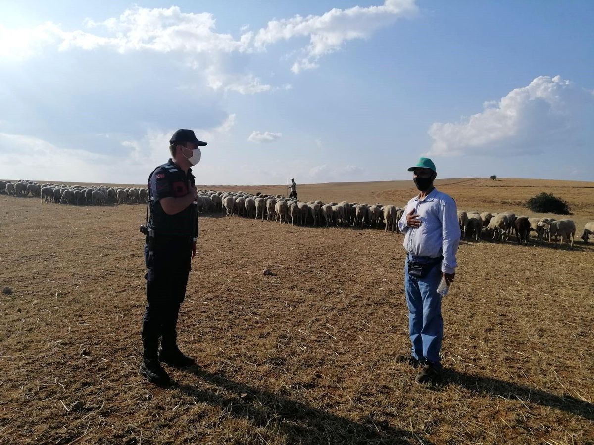 Kaybolan 55 koyun, drone ile buldu