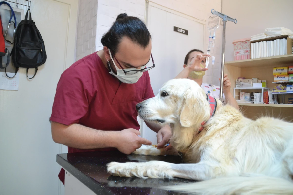 Keşan\'da böbrek yetmezliği olan "Mischa" adlı köpeğe kök hücre tedavisi yapıldı