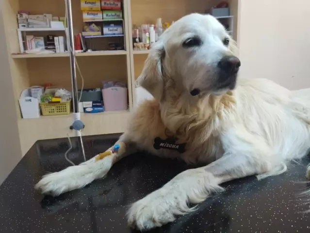 Keşan'da böbrek yetmezliği olan Mischa adlı köpeğe kök hücre tedavisi yapıldı