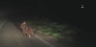 Köye inen ayı cep telefonuyla görüntülendi