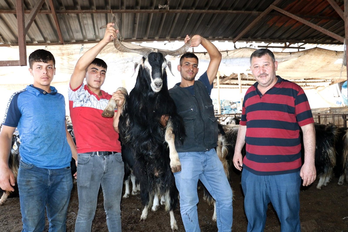 Kurban pazarında uzun boynuzlu keçilere ilgi büyük