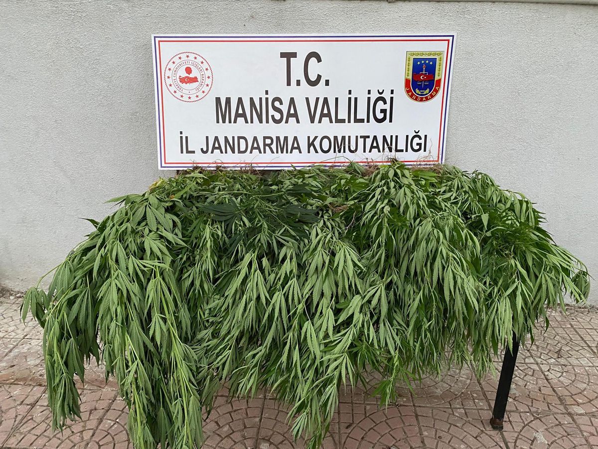Manisa\'da 150 kök Hint keneviri ele geçirildi
