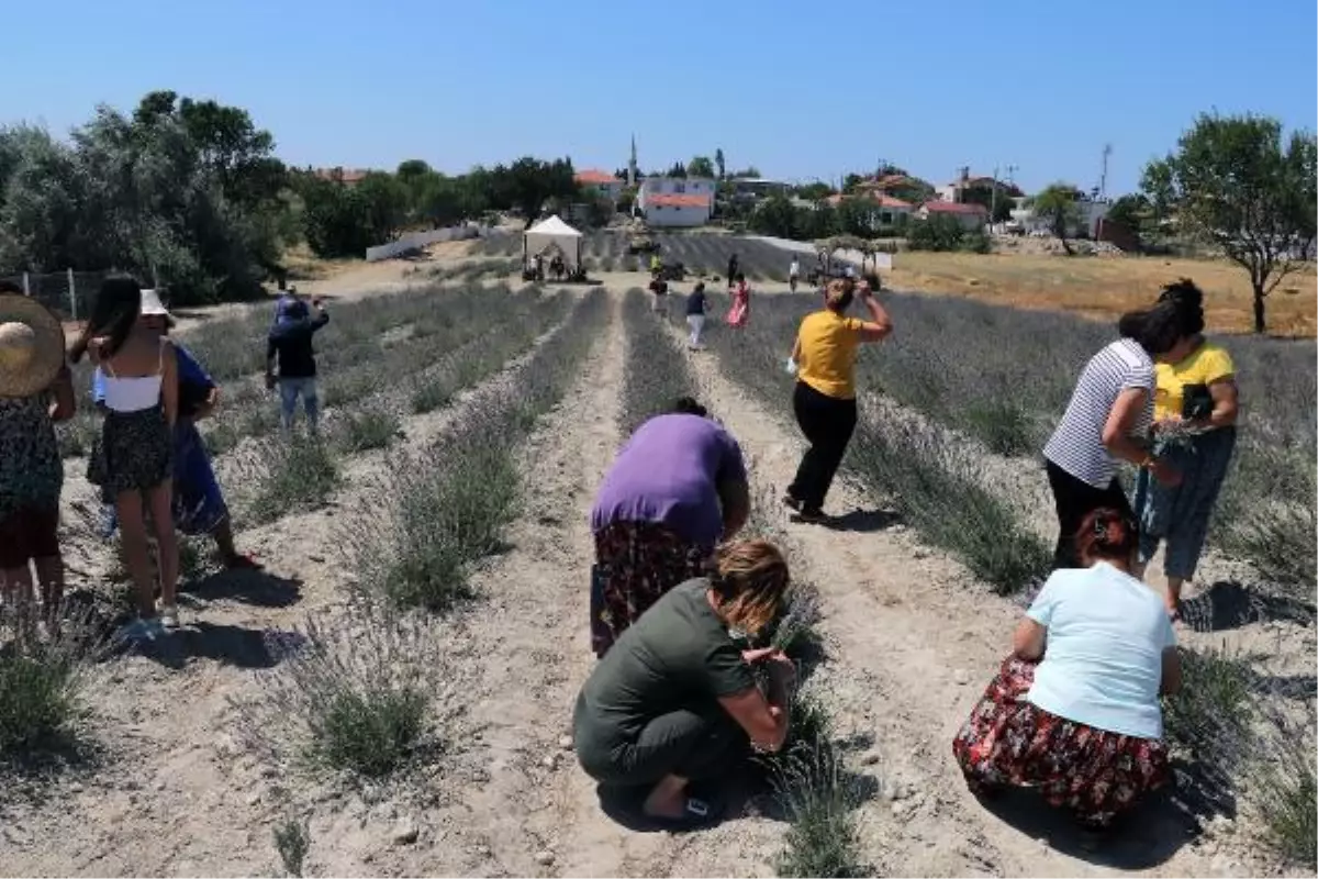 TARİHİ GELİBOLU YARIMADASI\'NDAKİ LAVANTALARIN HASADI YAPILDI