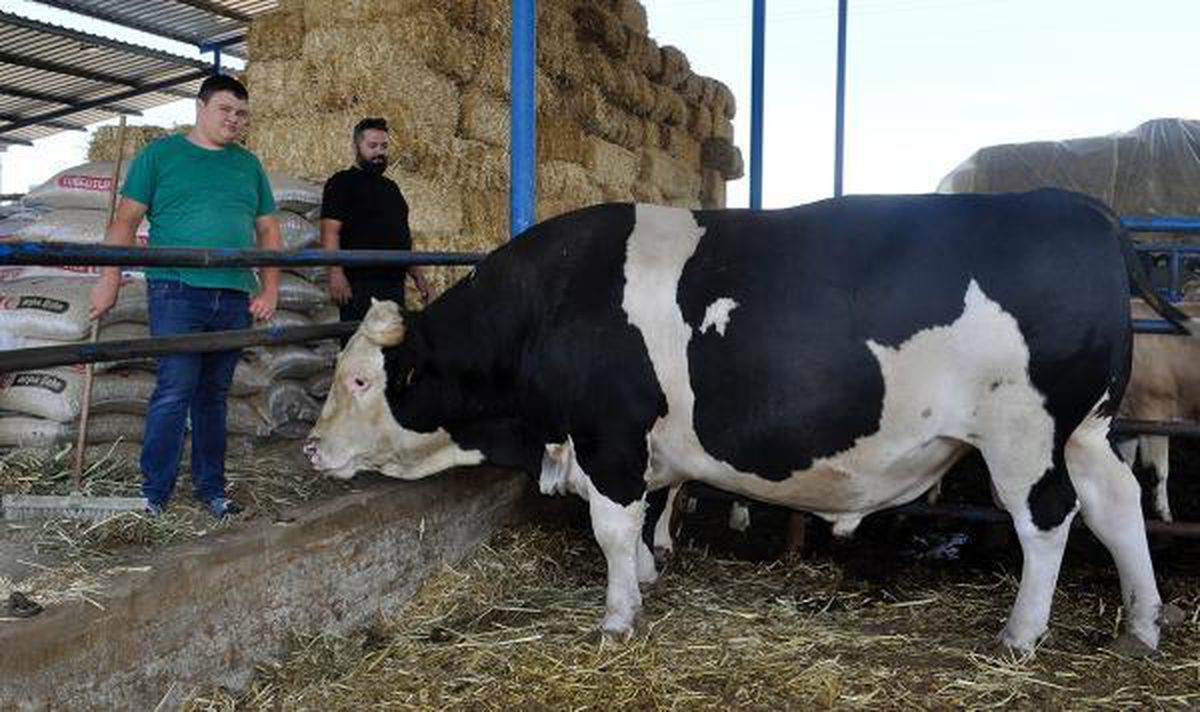 Turgutlu\'da 2 ton 500 kilo ağılığındaki \'Çakır Efe\' alıcısını bekliyor
