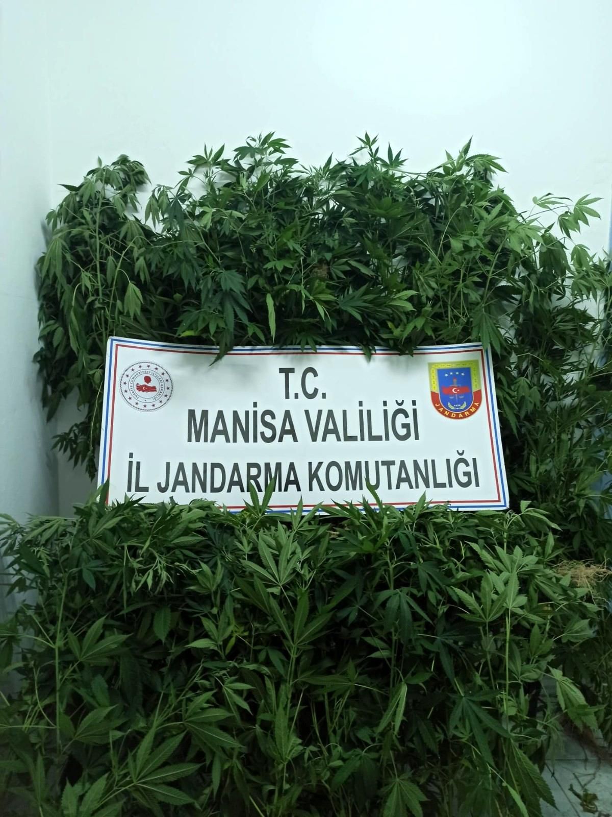 Vefat eden kayınpederinin evinde kenevir yetiştirdi