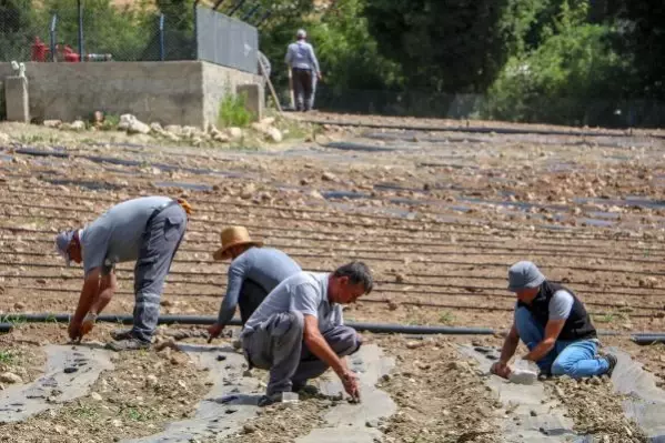 YOK OLMA TEHLİKESİ YAŞAYAN 'ÇANDIR FASULYESİ'NİN ÜRETİMİ 15 KAT ARTTI