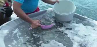 Bakanlar Kurum ve Pakdemirli, Marmara Denizi'ne 15 ton midye bıraktı