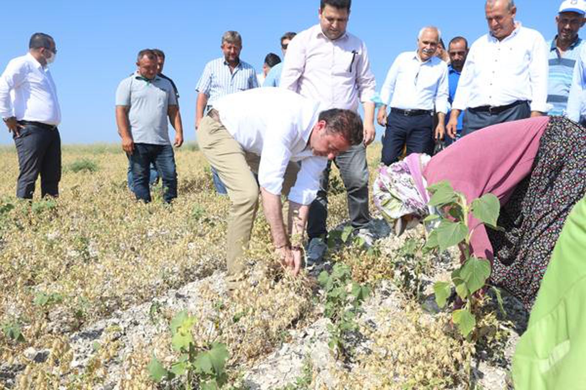 Bandırma\'da nohut hasadı başladı