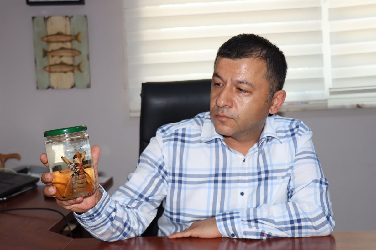Son dakika haber... Biyoloji uzmanından "Dev çekirgeler tarımsal alanları koruyor, öldürmeyin" uyarısı