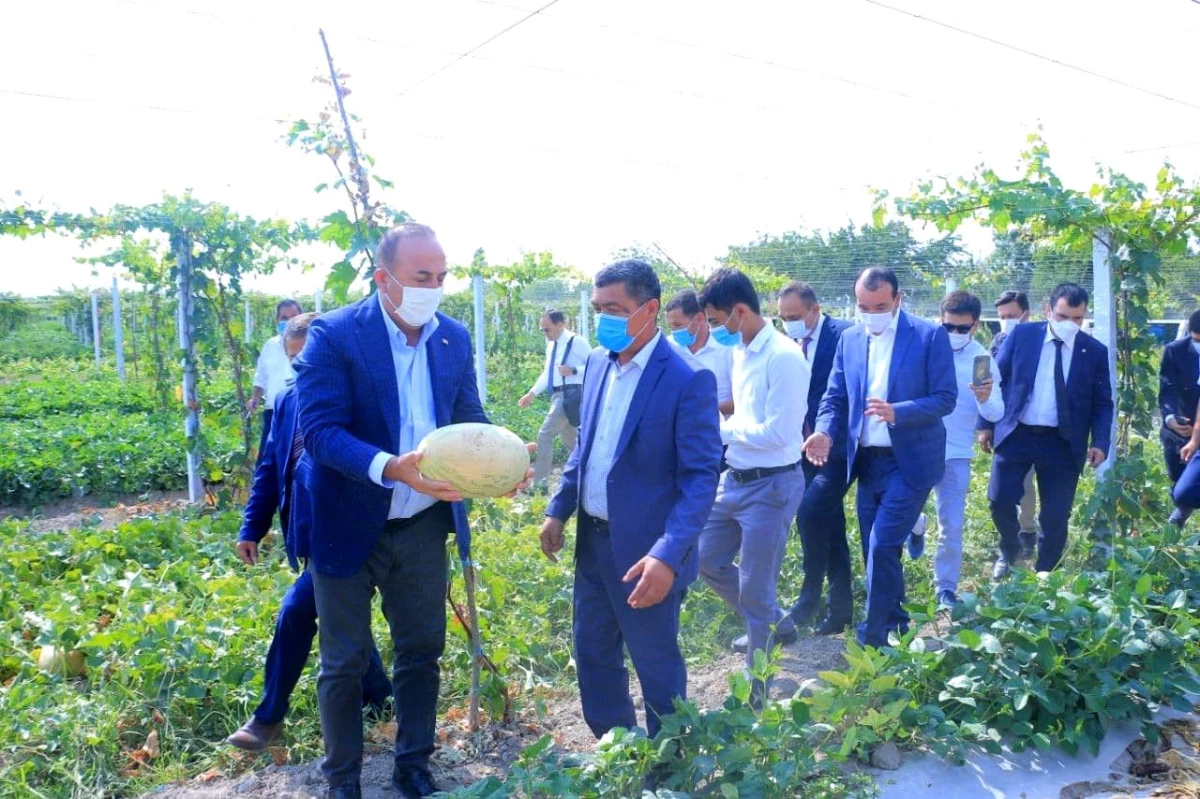 Çavuşoğlu, Özbekistan\'da tarladan kavun ve karpuz topladı