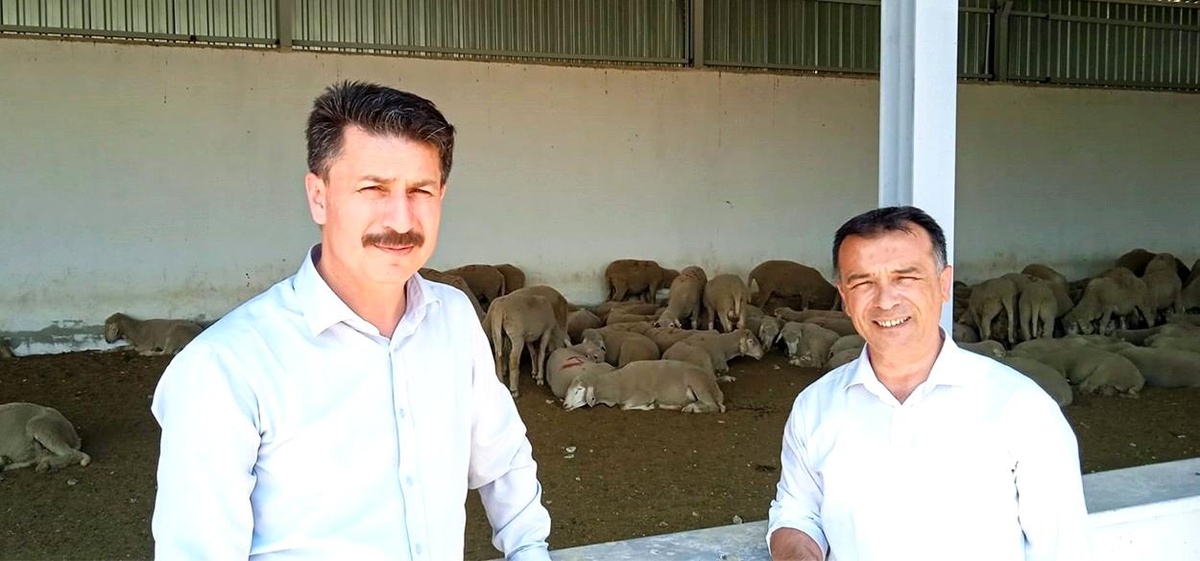 Damızlık koç deposu hayvan dağıtımına hazır