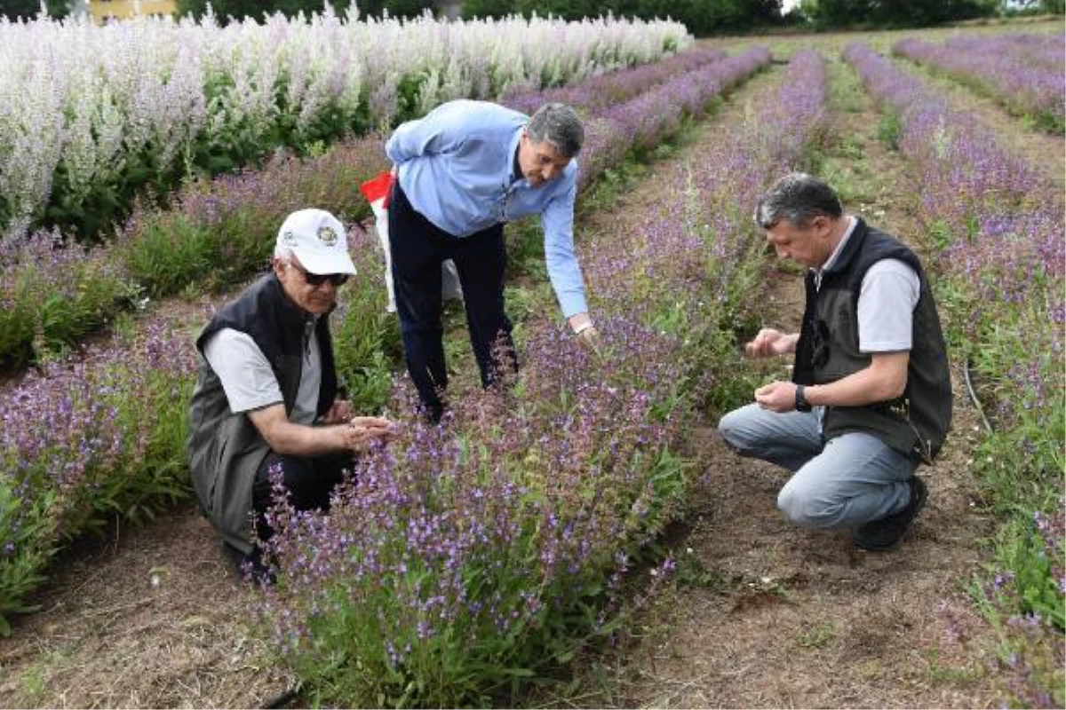 Doğada yetişen tıbbi ve aromatik bitkiler, bahçelerde çoğaltılıp bal ormanlarına dikiliyor