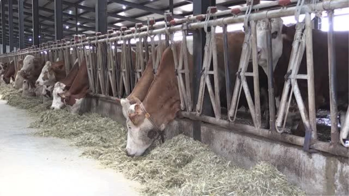Hayvan hastalıklarından temiz olduğunu ispatlayan süt üretim tesisine arilik sertifikası verildi