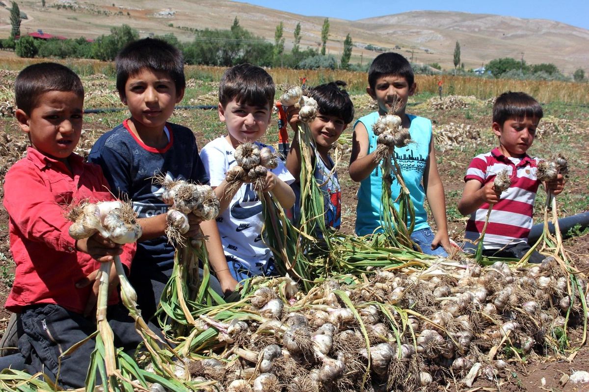 Kahramanmaraş\'ın Koçovası Sarımsağı tescillendi