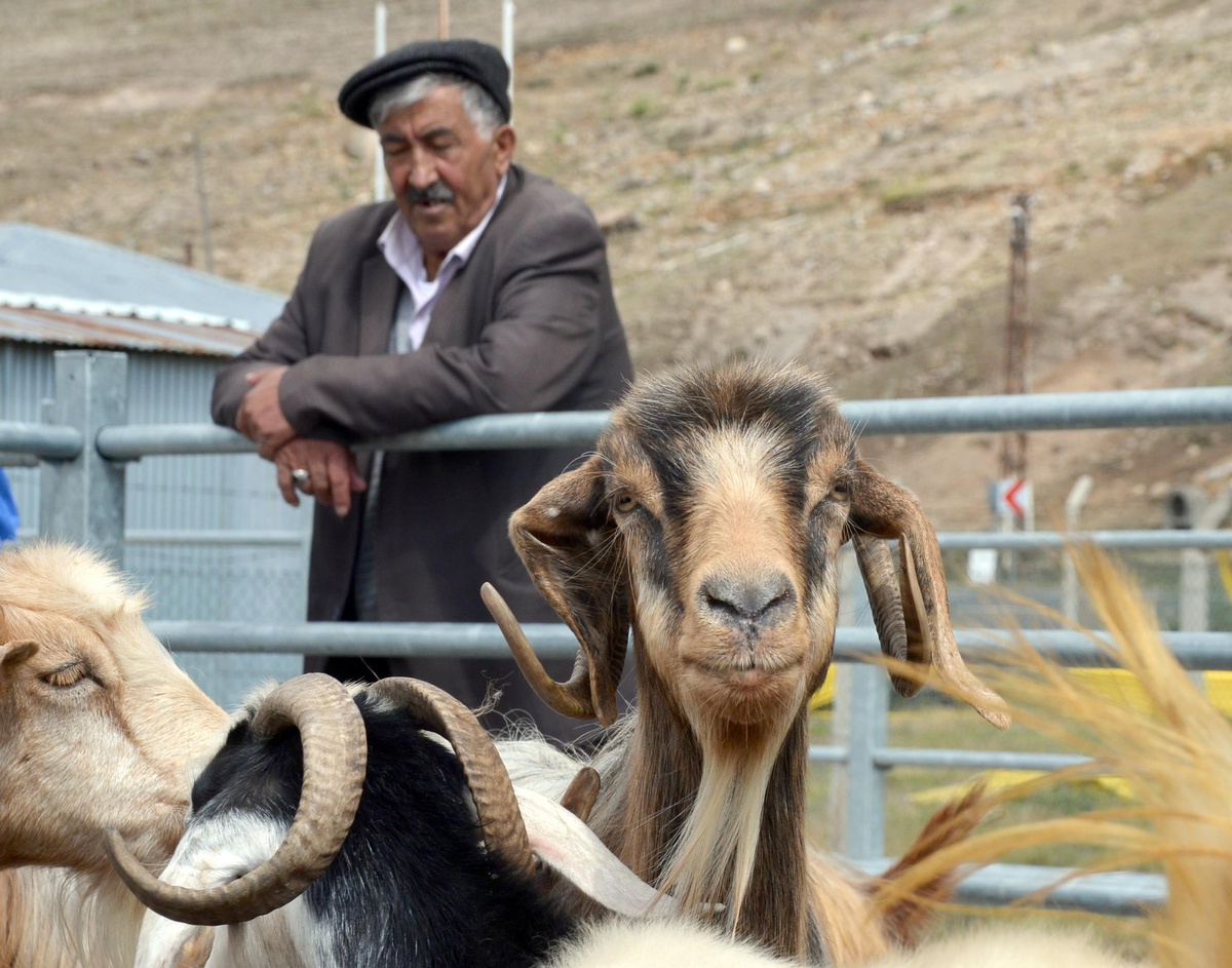 Kars ve Erzurum\'da kurbanlıklar sıkı pazarlıkla satılıyor