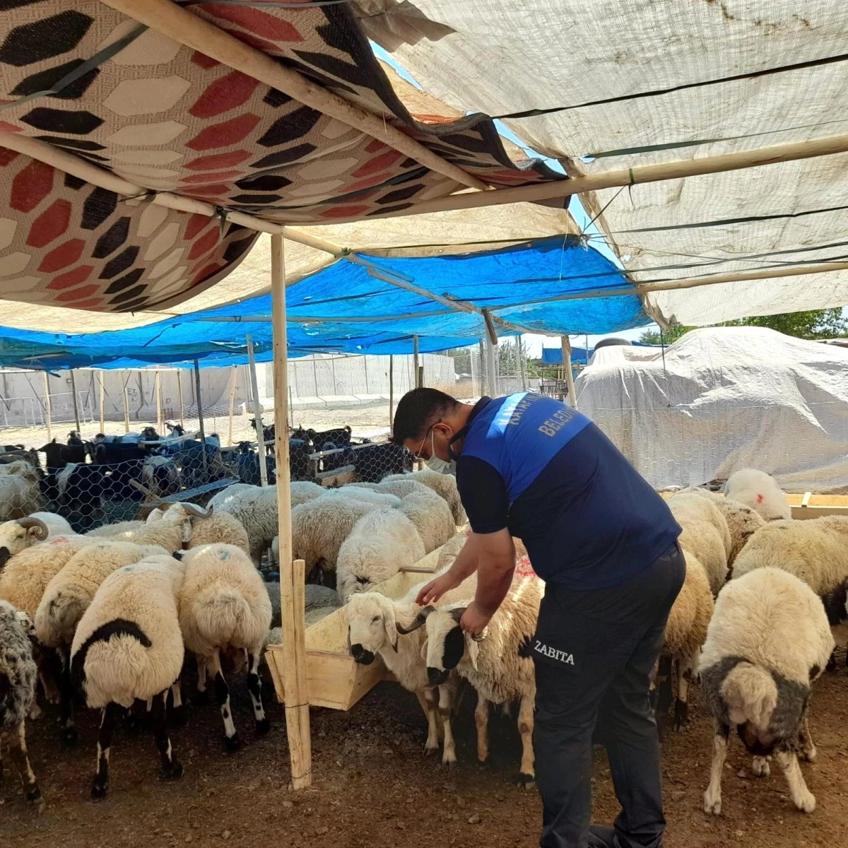 Kayapınar Belediyesi kurbanlık denetimi için sahaya indi