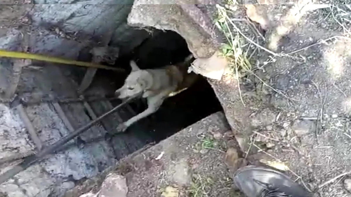 Kırıkkale\'de 15 metrelik kuyuya düşen köpek kurtarıldı