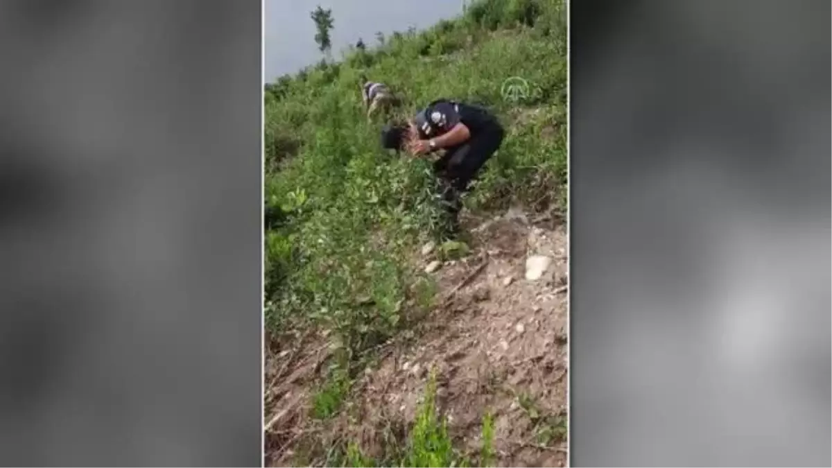 Ormanlık alanda ekili 1575 kök Hint keneviri yakalandı