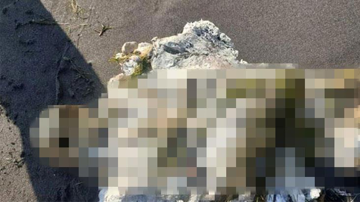 Sahilde yürüyüş yapan vatandaşlar, yosun bağlamış insan iskeleti buldu