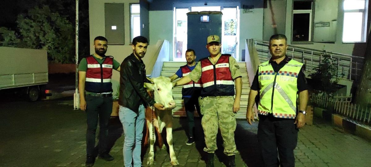 Yaylada çalınan sığır, köyde yakalandı