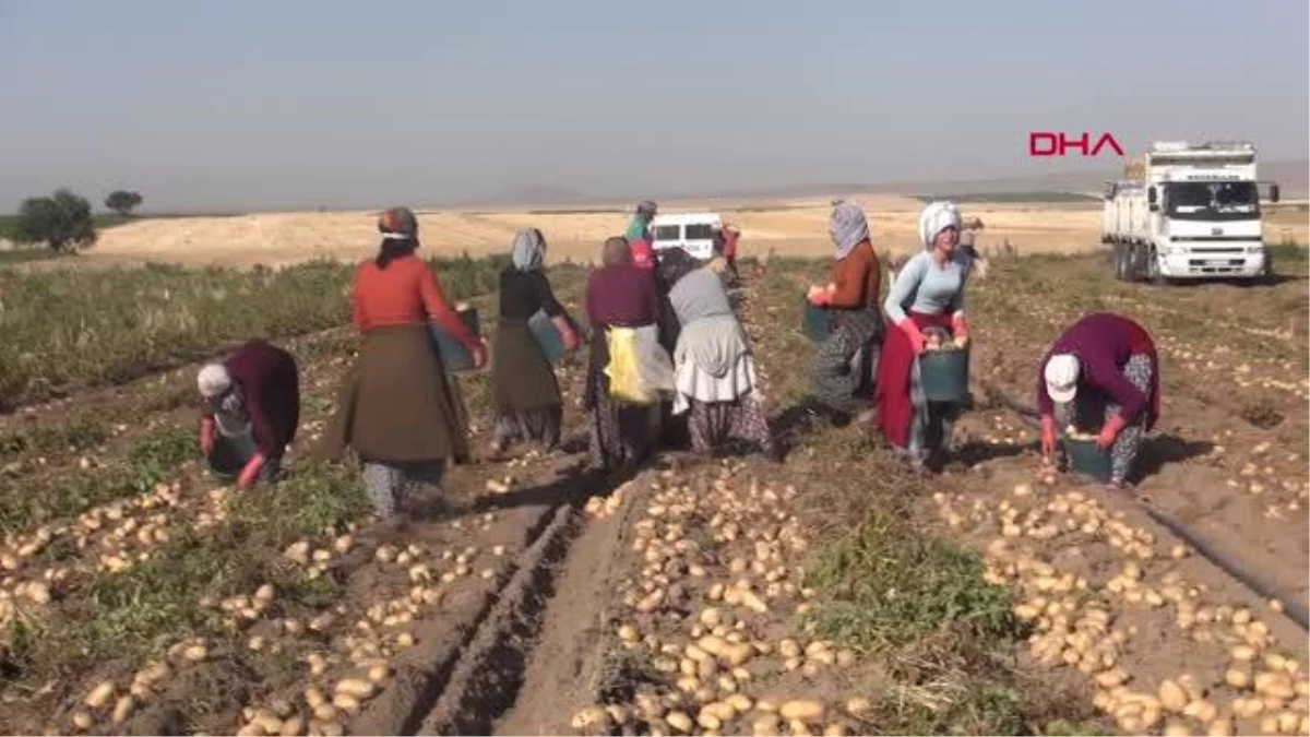 YAZLIK PATATESTEKİ VERİM ÇİFTÇİNİN YÜZÜNÜ GÜLDÜRDÜ