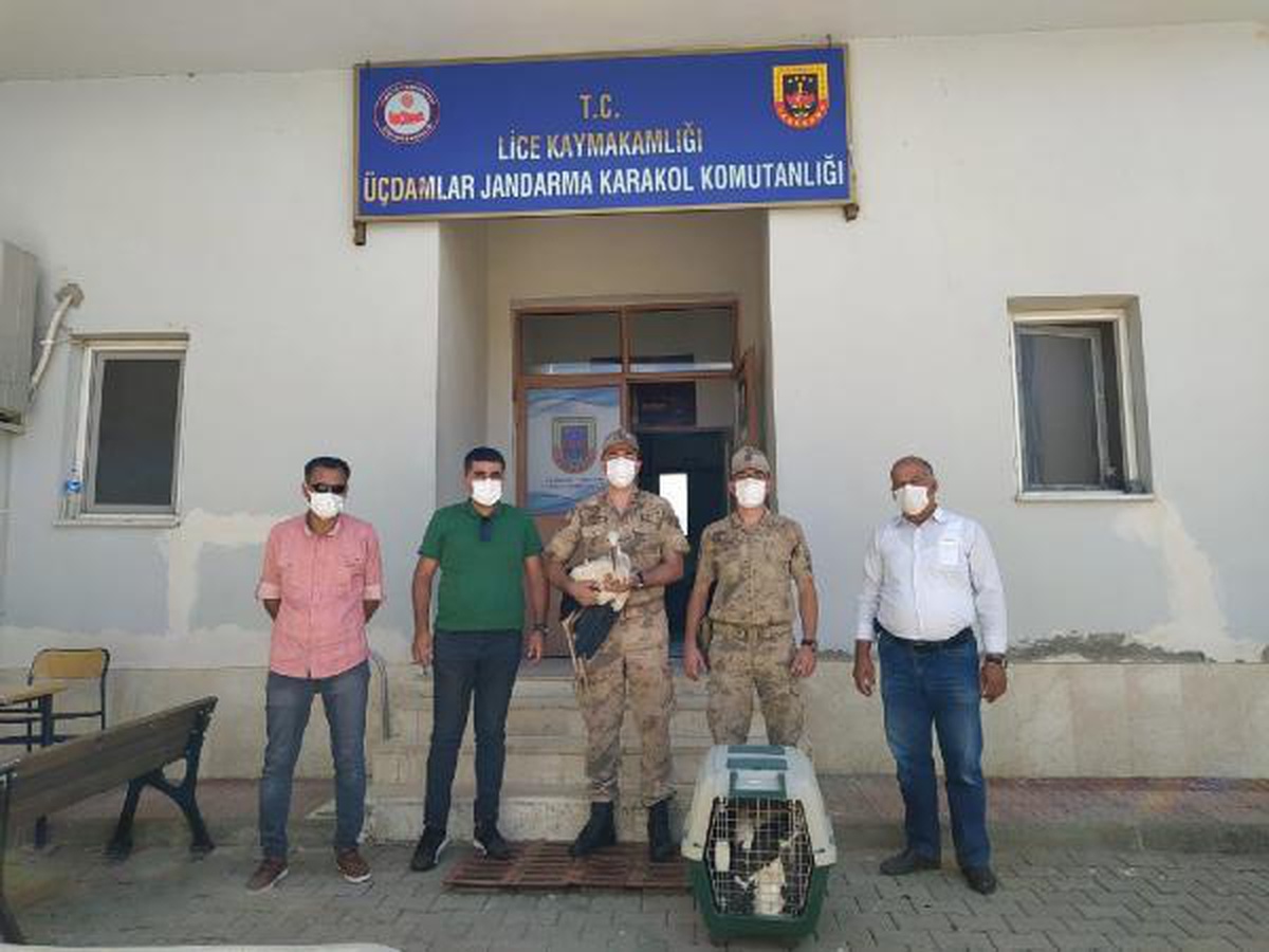 Son dakika haber! Akıma kapılıp ölen leyleğin yavrularına jandarma sahip çıktı
