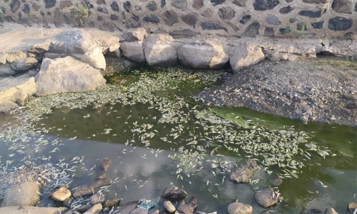 Bingöl\'de kuraklık balıkları da vurdu, yüzlercesi telef oldu