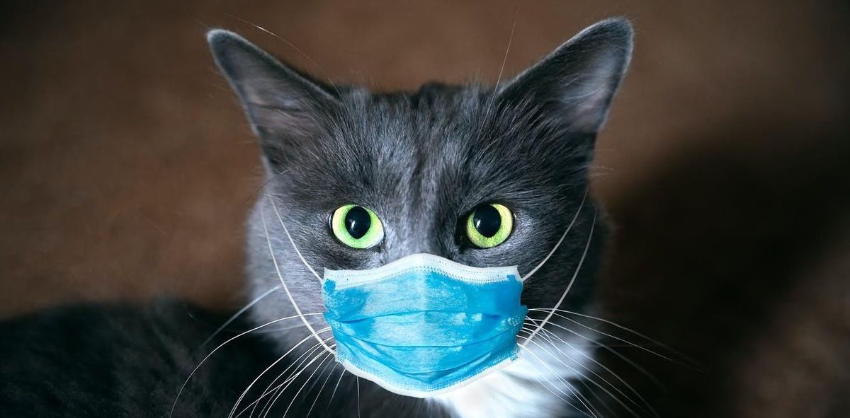 Covid-19 olan evcil kediyle ilgili makale Australian Veterinary Journal\'da yayınlanmak üzere kabul edildi