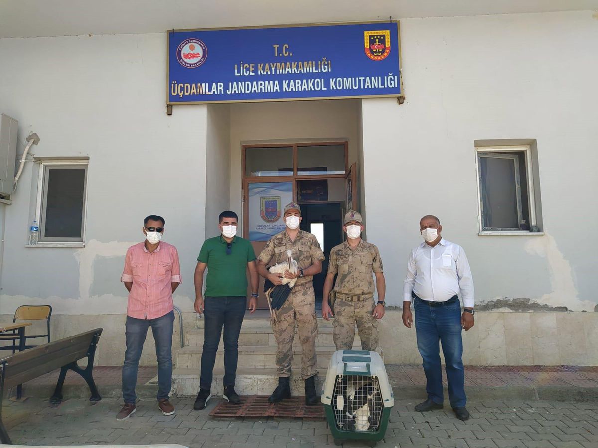 Diyarbakır\'da jandarma elektrik akımına kapılarak ölen leyleğin iki yavrusunu kurtardı