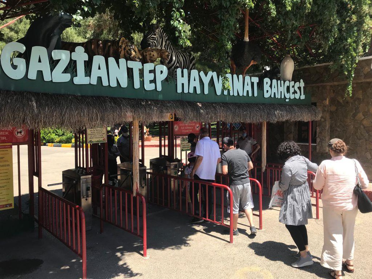 Gaziantep Hayvanat Bahçesi\'nde kafesinden kaçan aslan etkisiz hale getirildi